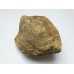 Rhynchostreon sublaevigatus Rhynchostreon sublaevigatus